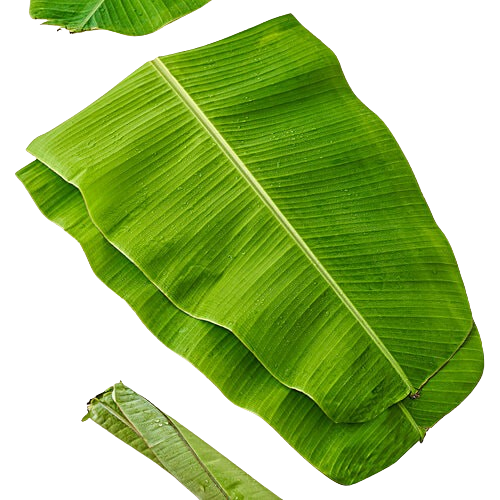 Banana Leaf / Baale Yele, 1pc