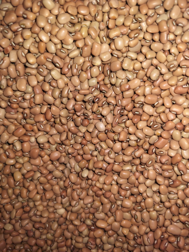 Alsande kalu / Black Eyed Peas (loose)