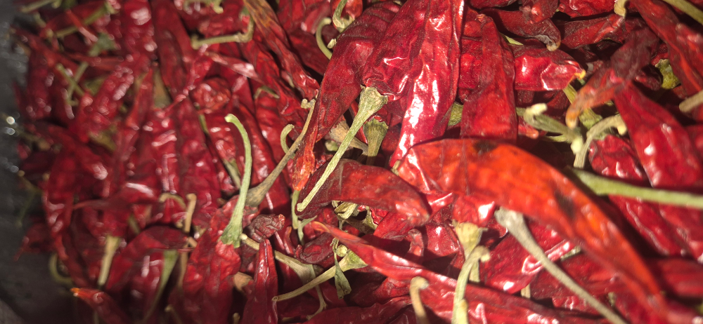 Mankatti Red Chilli
