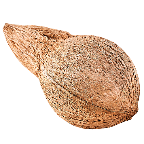 Coconut, 1pc