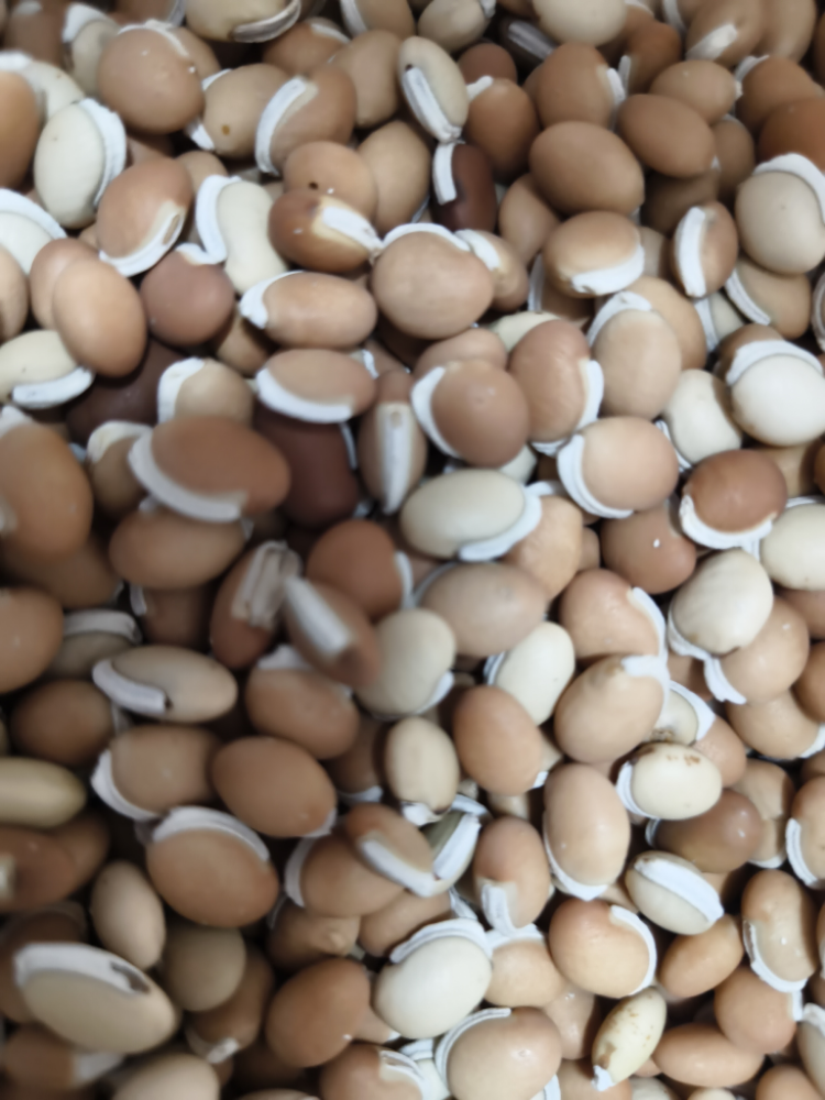Val Beans / Field Beans
