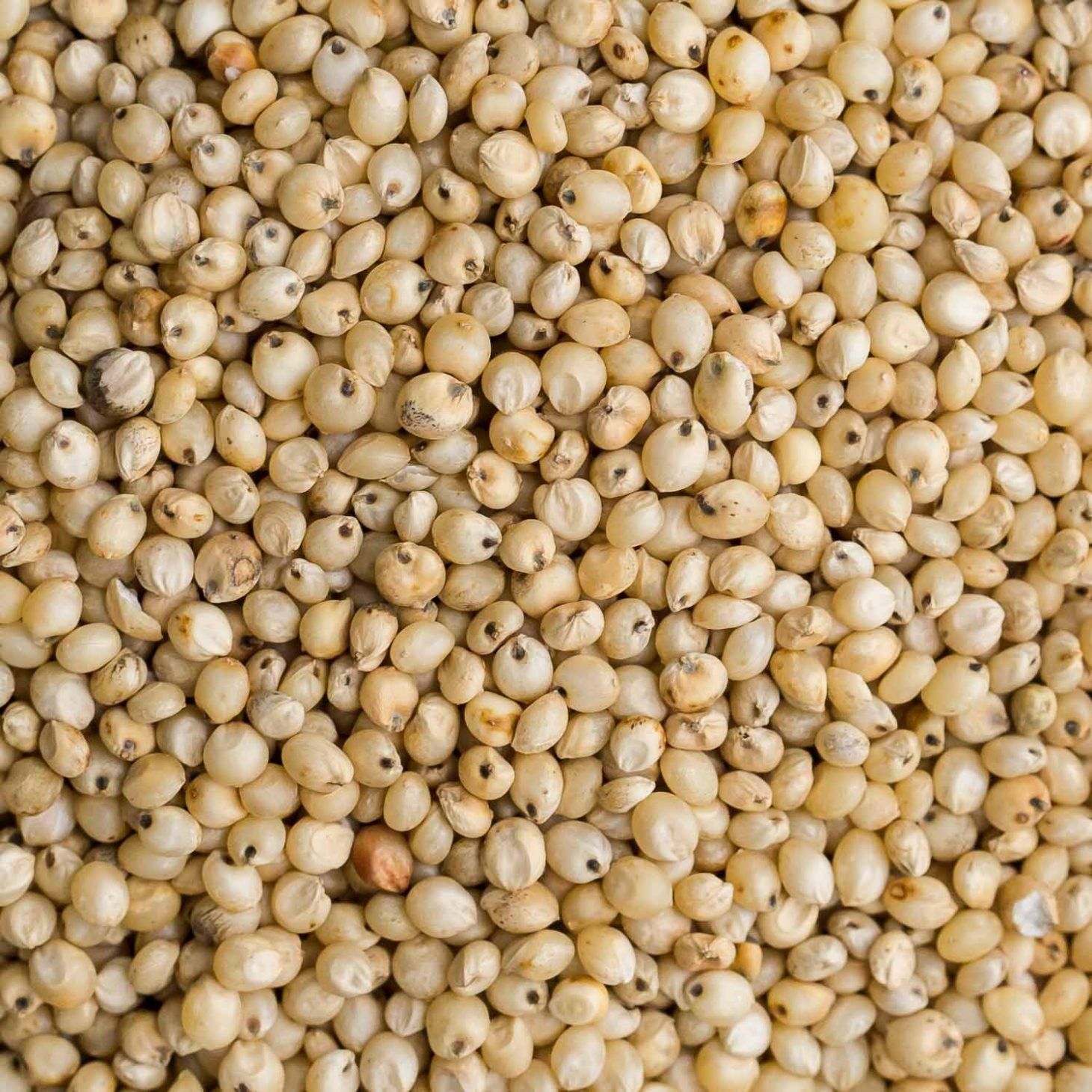 Jowar / Sorghum Millet, 1kg
