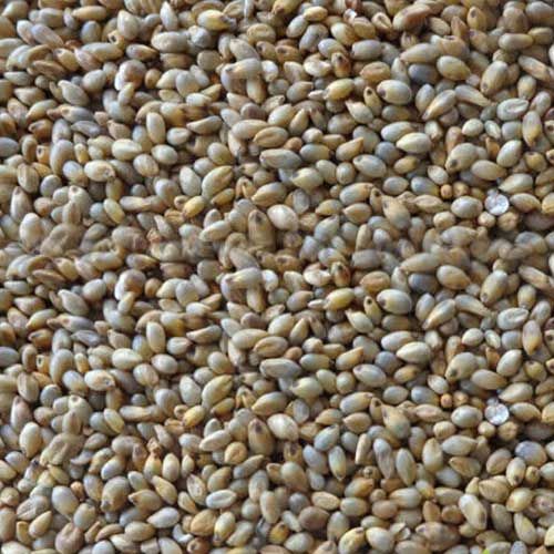 Bajra Wild / Pearl Millet, 500g
