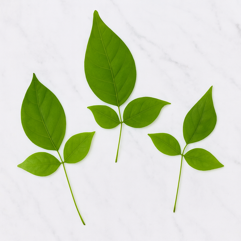 Bilwa Leaves / Bel Patra