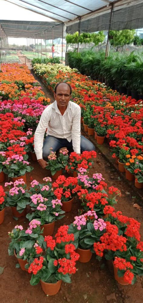 Gaurishankar Nursery