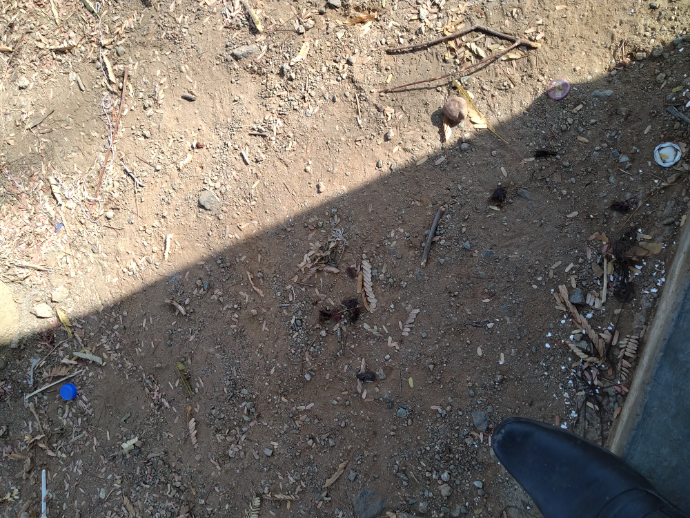 Sree Krishna Department Store