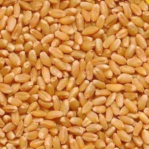 Wheat Sharbati, 1kg