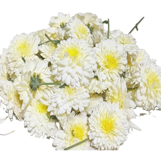 Chrysanthemum / Shevathi Flowers - White, 100g