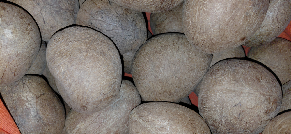 Whole Dry Coconut / Copra (loose)
